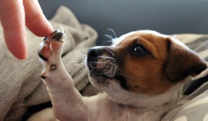 Il Jack Russel Terrier: storia, carattere e caratteristiche